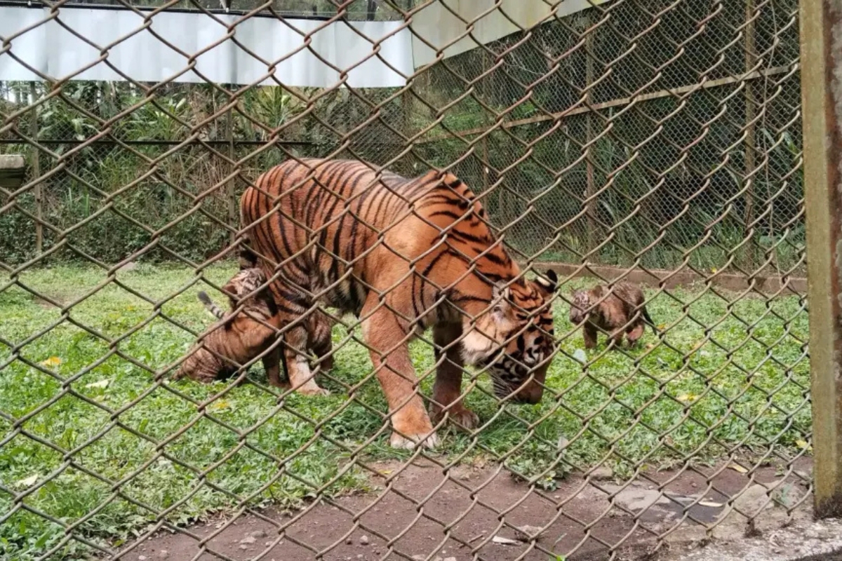 TSI II Prigen Sambut Kelahiran Langka 4 Anak Harimau Sumatra