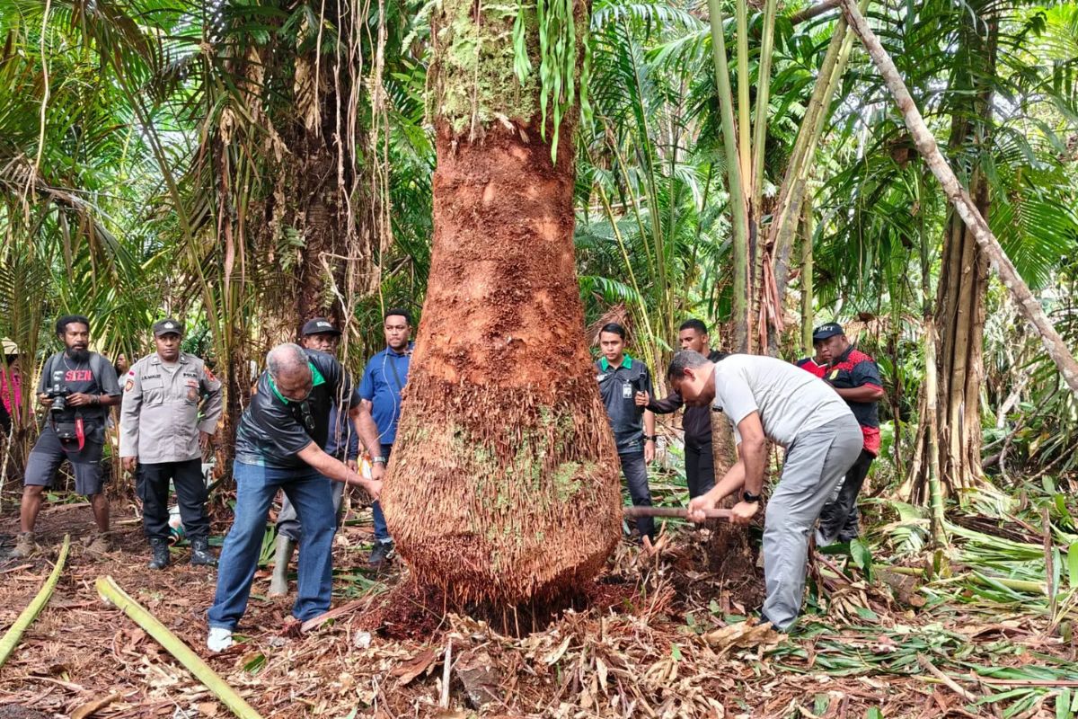 Menjaga Hutan Sagu Demi Ketahanan Pangan Masyarakat Papua