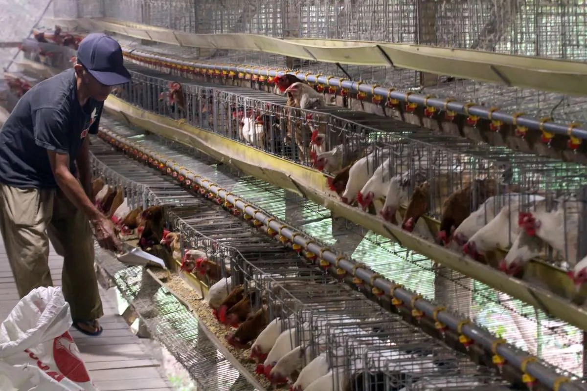 Harga Ayam di Tingkat Peternak Anjlok, Ini Penyebabnya