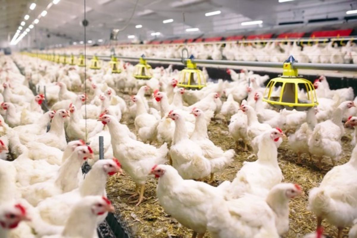Peternak Merugi, Harga Ayam Hidup Merosot Tajam ke Rp13.000