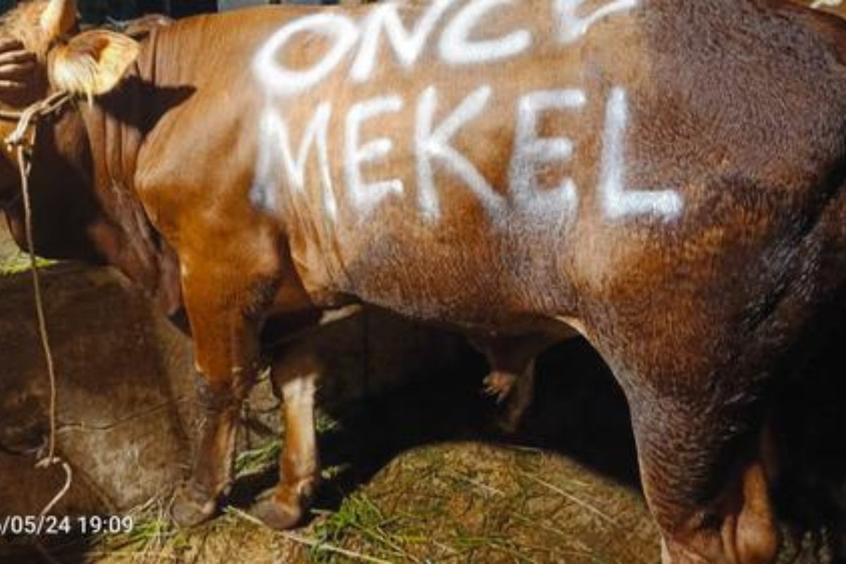 Idul Adha 1447 H: Once Mekel Salurkan 2 Sapi dan 25 Kambing