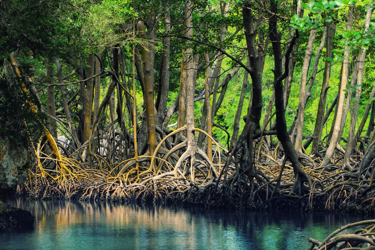 Rusak Hutan Lindung Mangrove, Pengusaha Batam Dituntut Rp 19,8 M