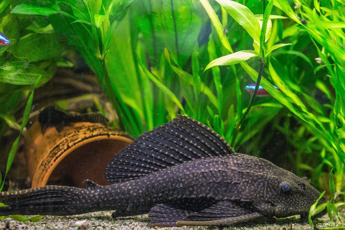 Bahtsul Masail Tebuireng Putuskan Hukum Ikan Sapu & Human Composting