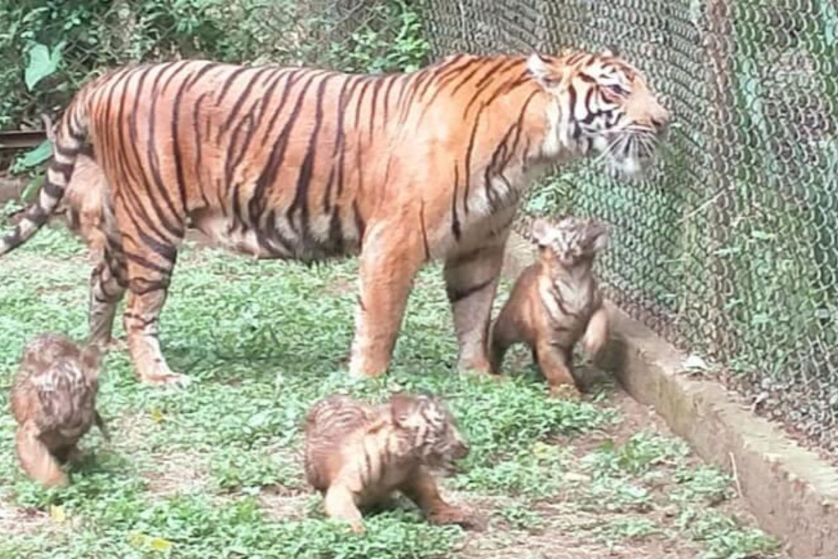 TSI II Prigen Sambut Kelahiran 4 Anak Harimau Sumatra yang Langka