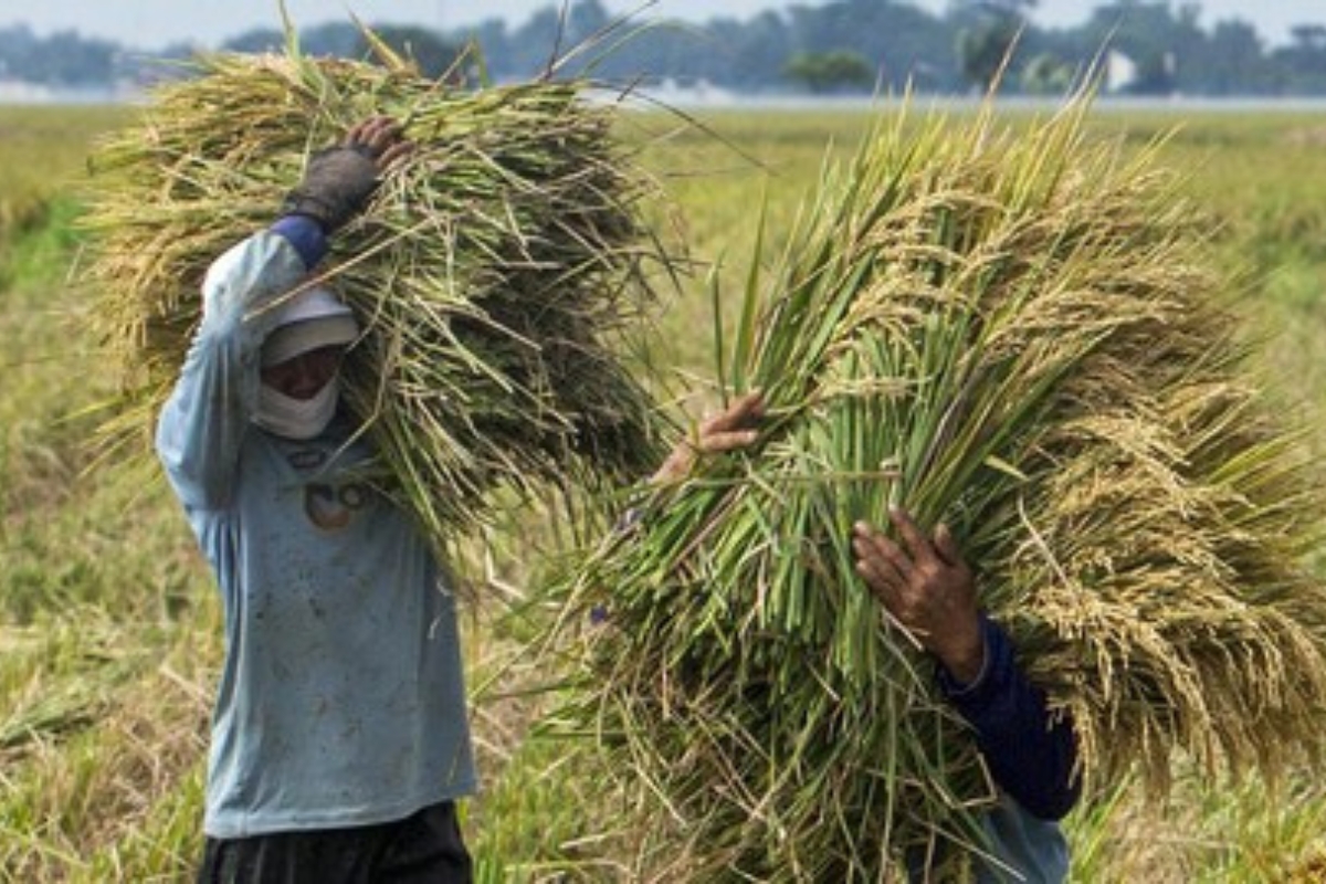 Sukses Surplus Beras, Petani Cirebon Nikmati Kenaikan Harga Gabah