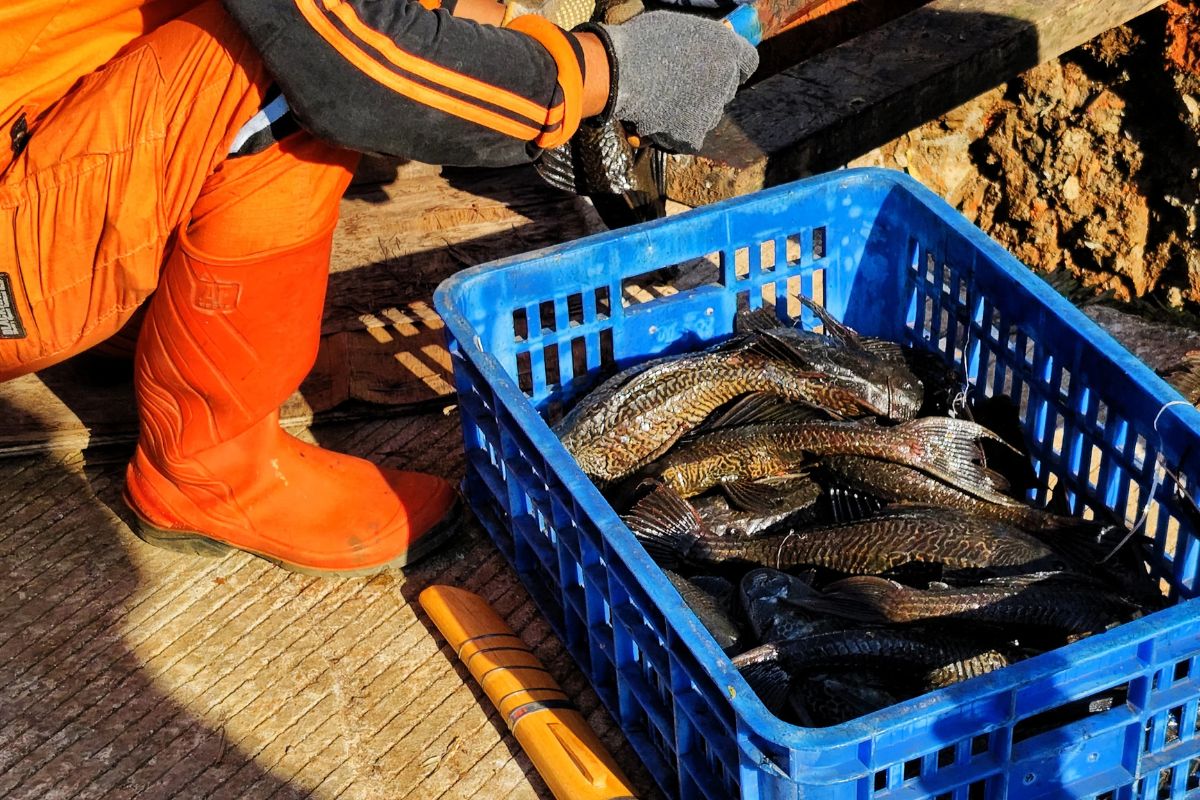 Hasil Bahtsul Masail Tebuireng: Hukum Ikan Sapu & Human Composting