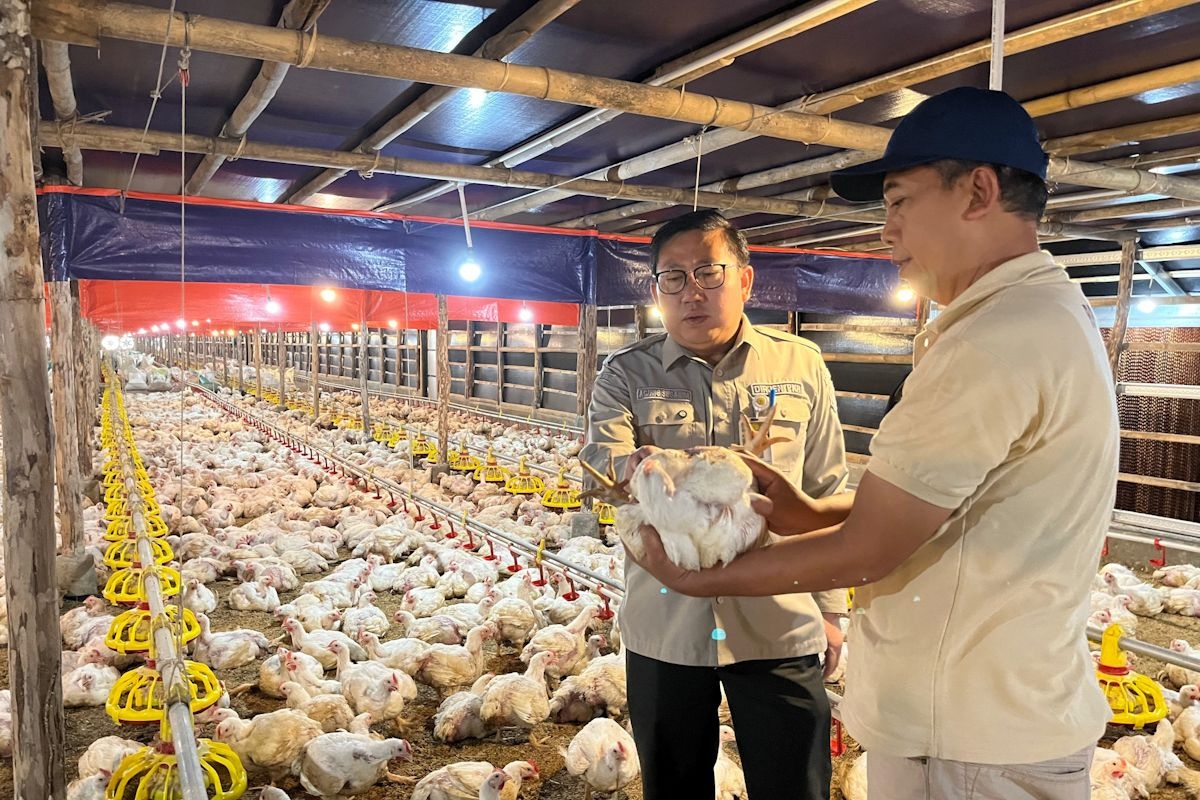 Sektor Peternakan Terpukul, Harga Ayam di Kandang Jatuh Rp13.000