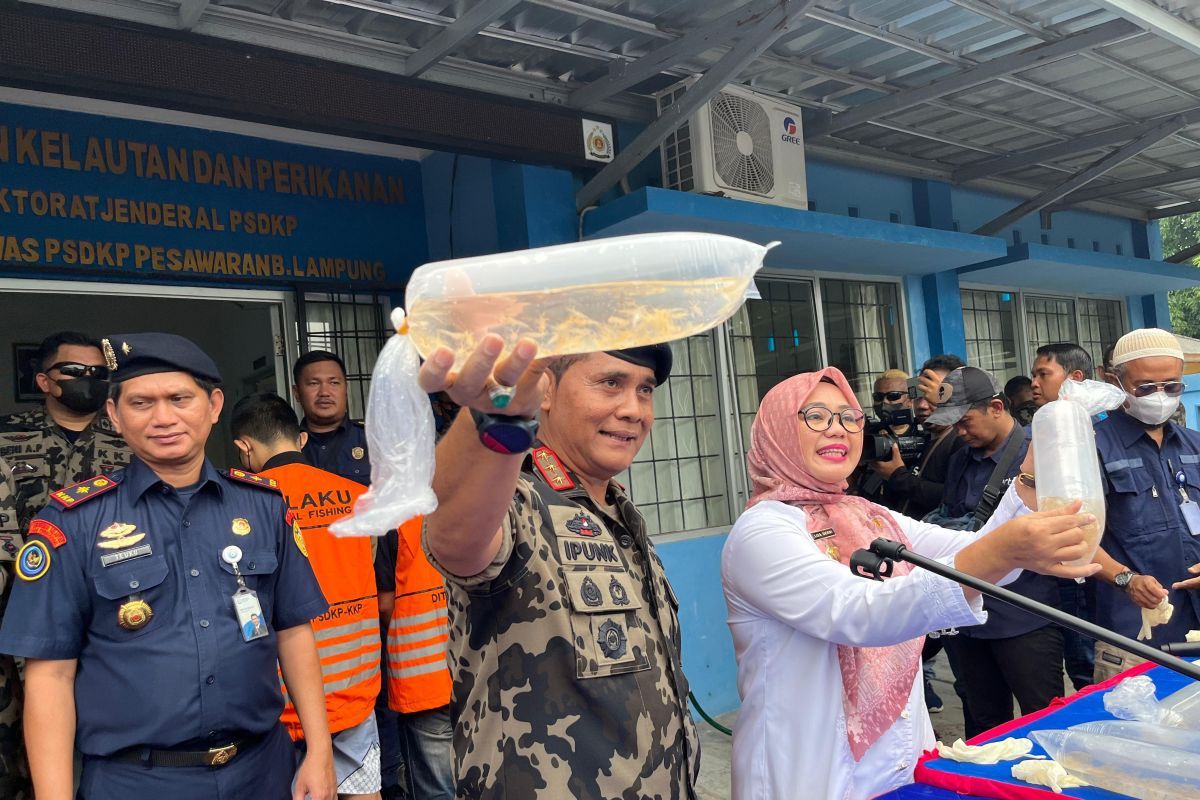 KKP Gagalkan Penyelundupan 31 Ribu Benih Lobster di Lampung