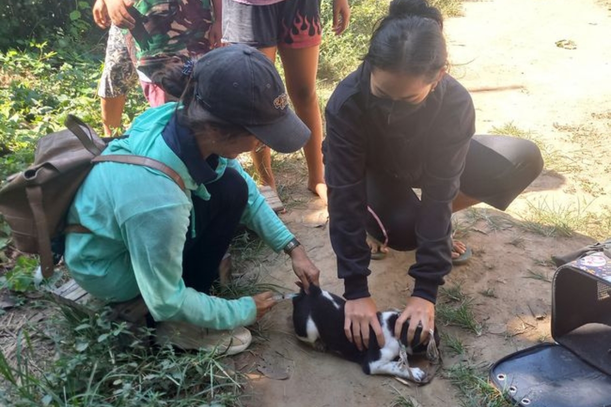 Buleleng Minim Dokter Hewan di Tengah Tingginya Kasus Gigitan Rabies