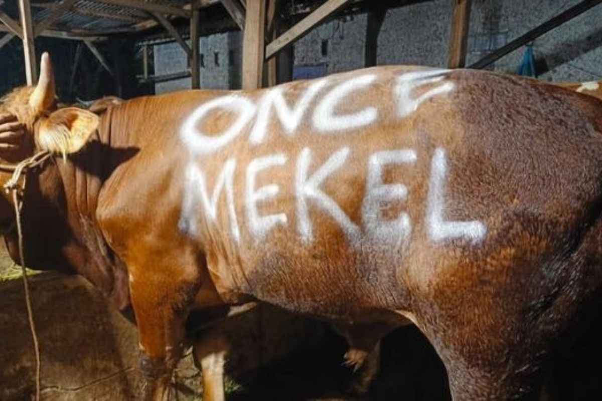 Anggota DPR Once Mekel Donasikan 2 Sapi & 25 Kambing saat Idul Adha