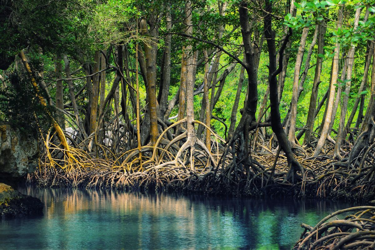 Menteri LH Serukan Pertobatan Ekologis untuk Hutan Mangrove