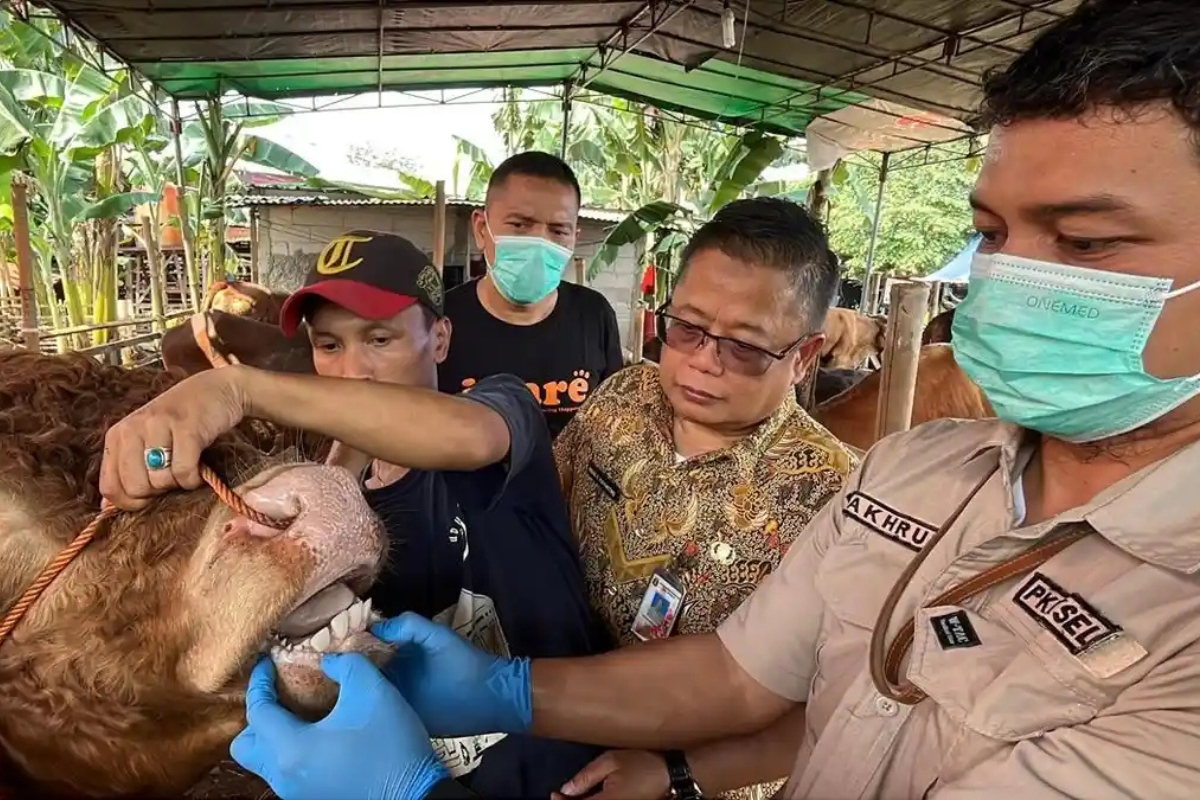 Harga Hewan Kurban di Jakarta Selatan Relatif Stabil Jelang Lebaran