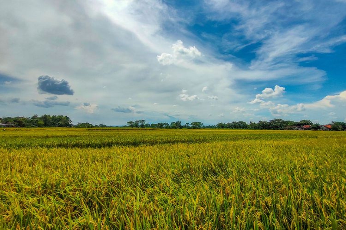 Urgensi Menjaga Keberadaan Lahan Sawah Abadi bagi Indonesia