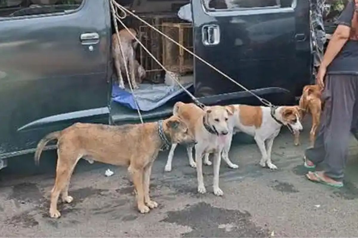 Polisi Beberkan Fakta Bocah Tewas Diterkam Anjing Pemburu di Bogor