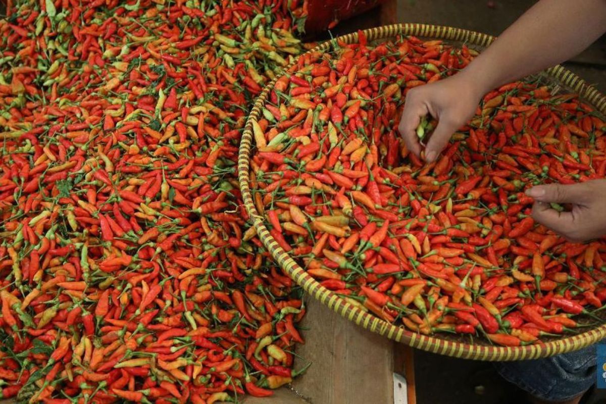 Harga Pangan Hari Ini: Cabai Rawit Tembus Rp75 Ribu per Kilogram