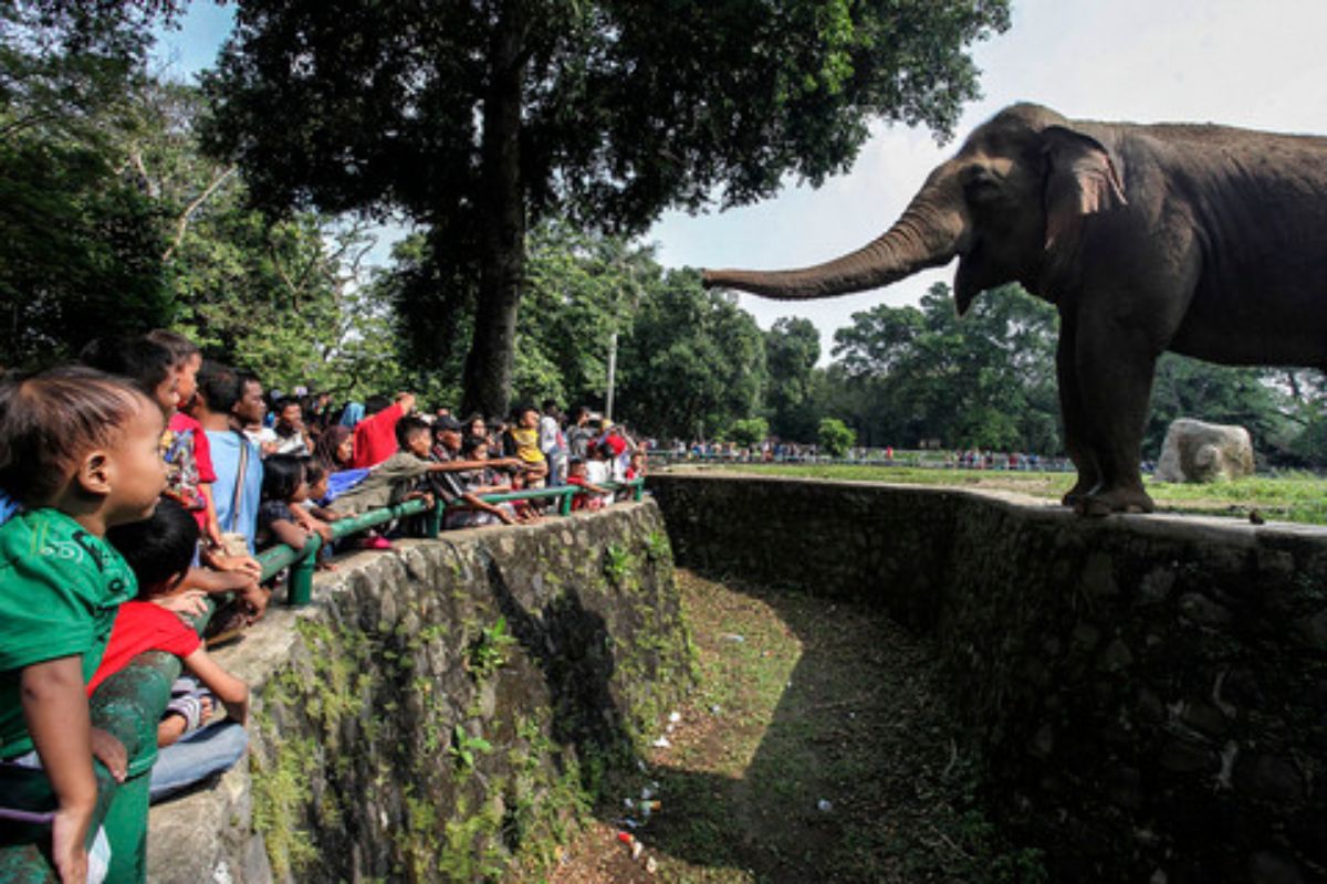 Ragunan Gratiskan Tiket Masuk dan Gelar Kuis Meriahkan HUT DKI