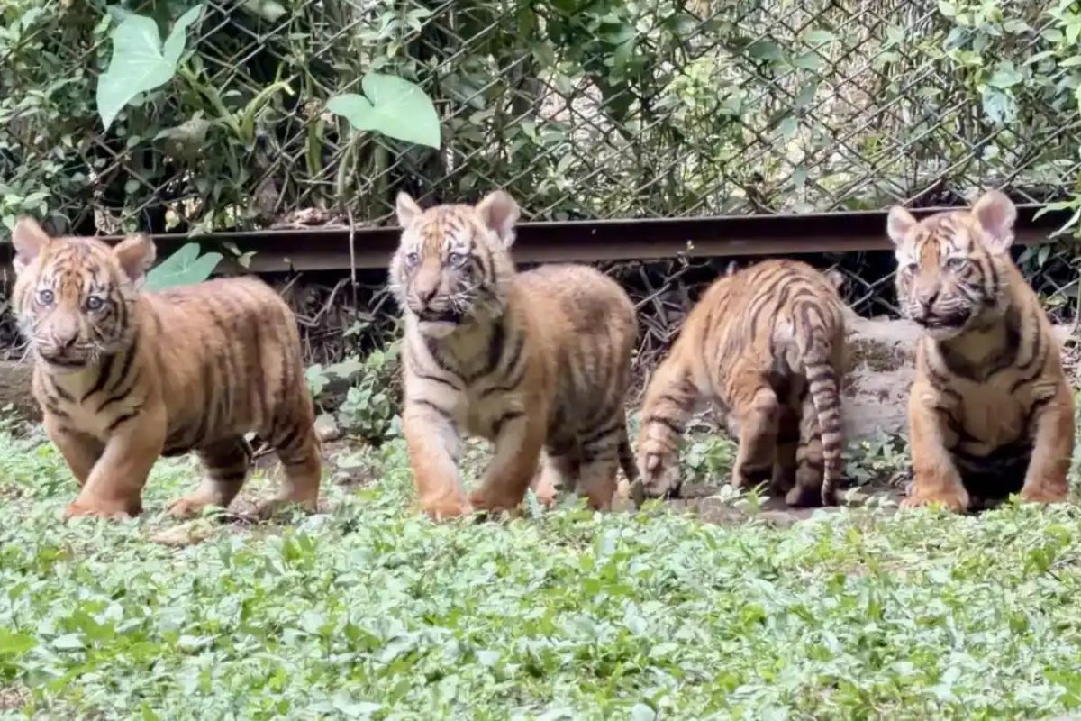 Langka! Induk Harimau Sumatra Lahirkan 4 Anak di TSI II Prigen