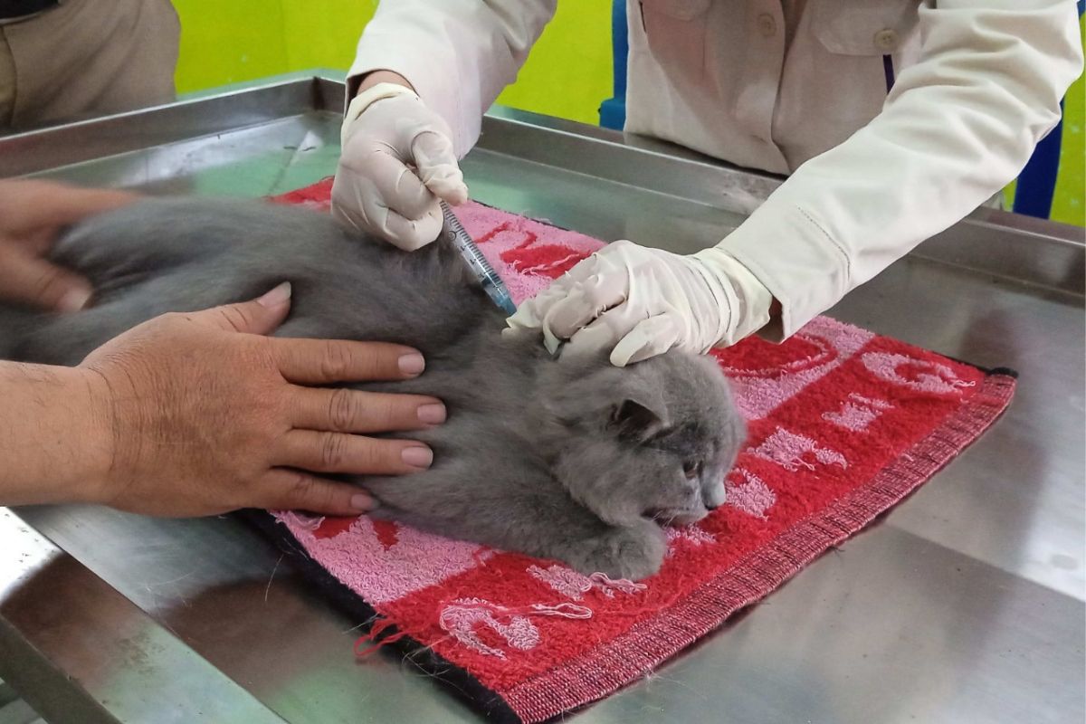 Waspada Rabies Kucing: Gejala, Risiko Penularan, dan Ciri Klinis