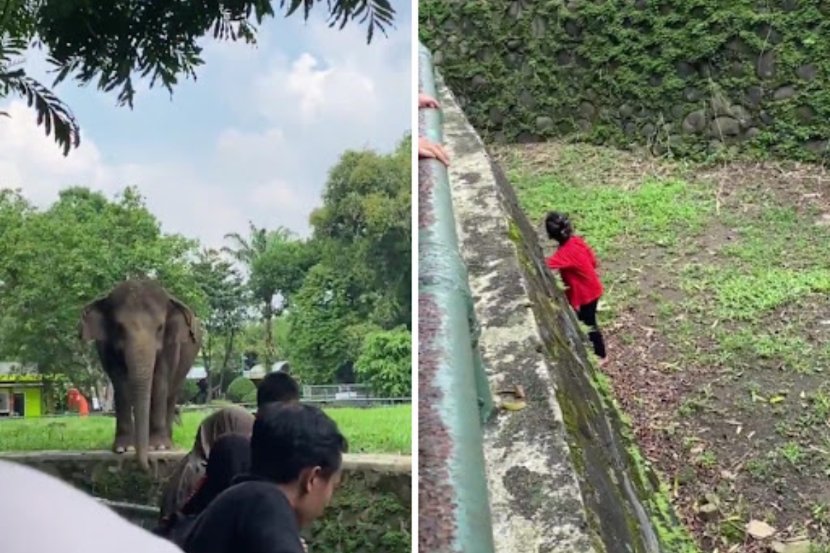 Buntut Bocah Jatuh ke Kandang Gajah, DPRD Desak Ragunan Dievaluasi