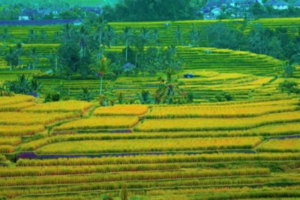 Bulog dan Pemprov Bali Bentengi Sawah Tabanan dari Investor