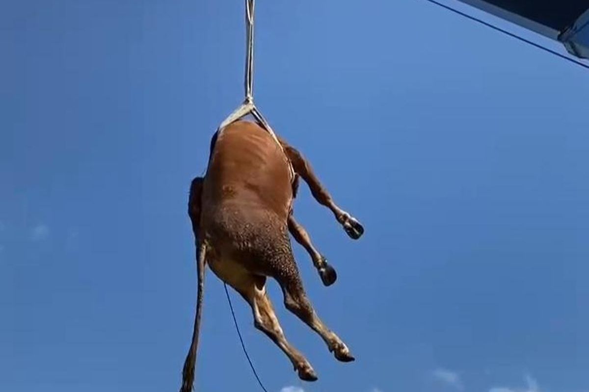 Kisah Unik Idul Adha 2026, Sapi Kurban Terbang Bikin Warga Geger