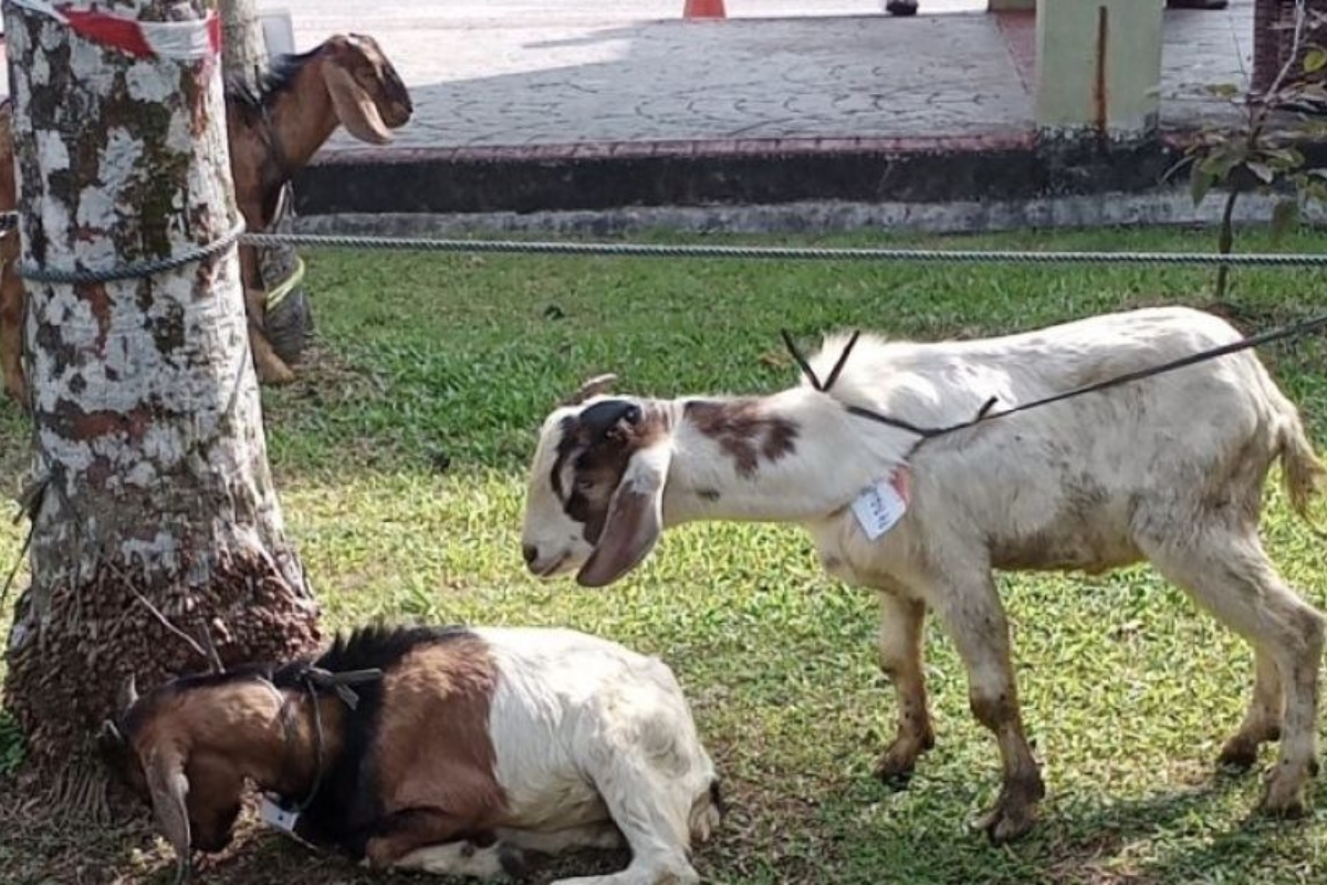 Jelang Iduladha, KPKP Jaksel Minta Warga Cek Kesehatan Hewan Kurban