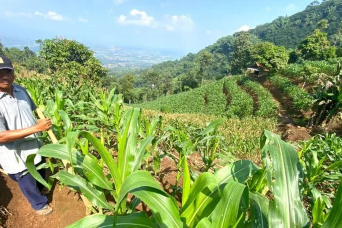 Petani Garut Untung Besar Tanam Jagung di Lahan Tadah Hujan