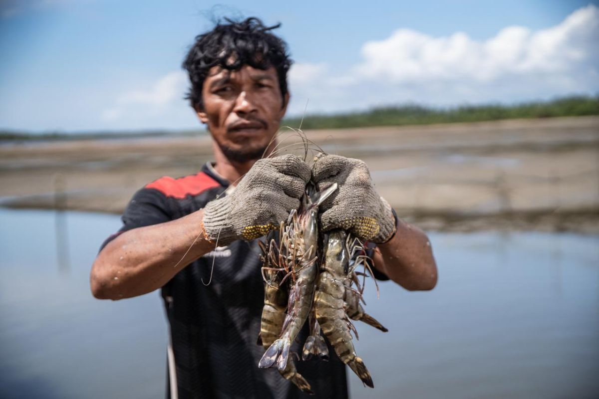 Lewat Sistem SECURE, Petambak Berau Panen Melimpah Tanpa Rusak Alam