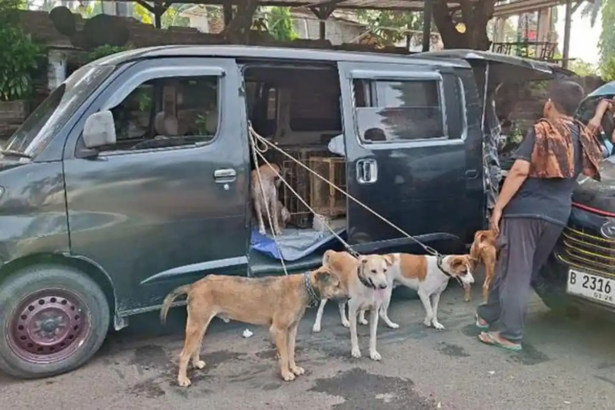 Fakta Bocah Bogor Tewas Diserang Anjing Pemburu di Jasinga