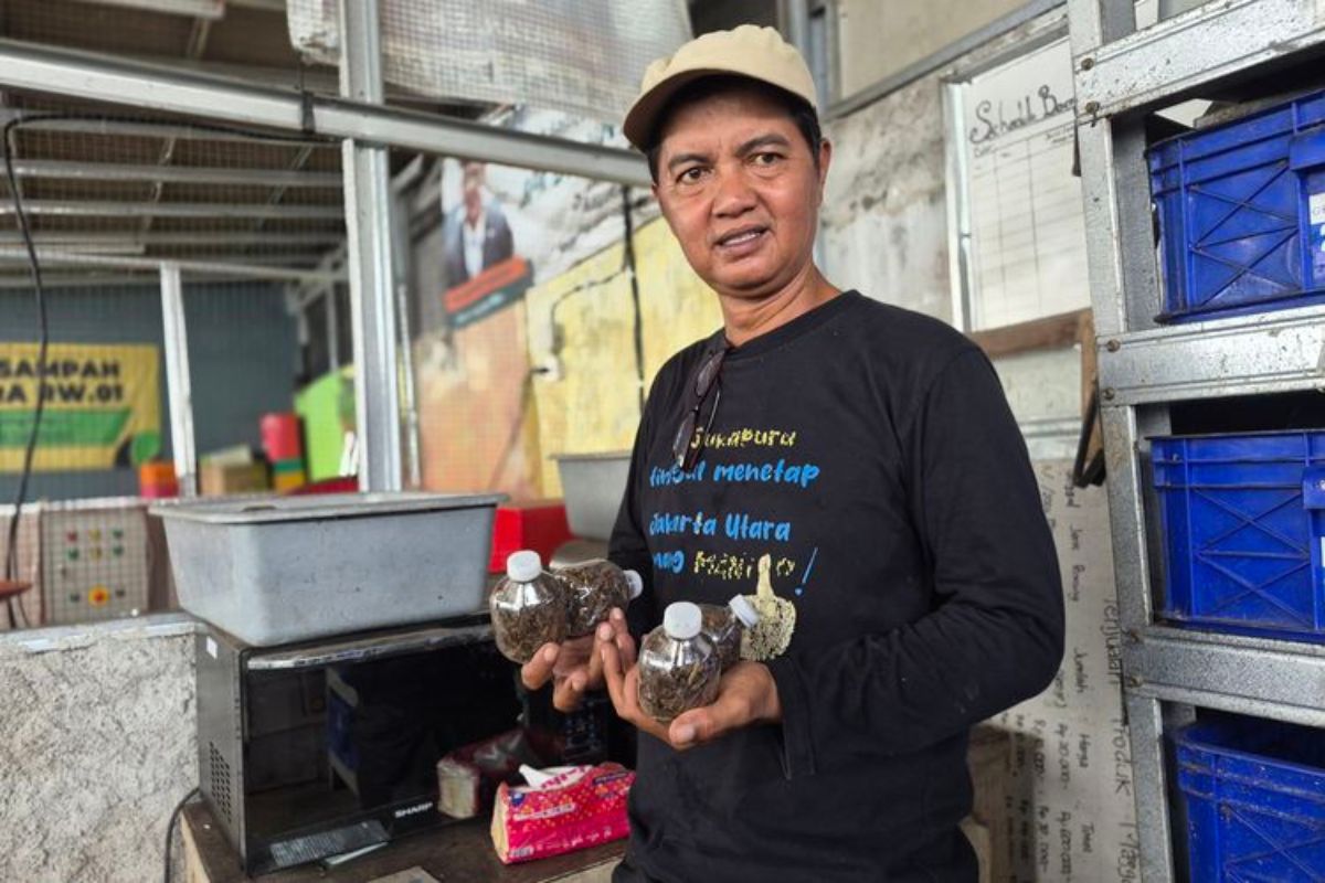 Budidaya Maggot di Koja Urai 100 Kg Sampah Organik Setiap Hari