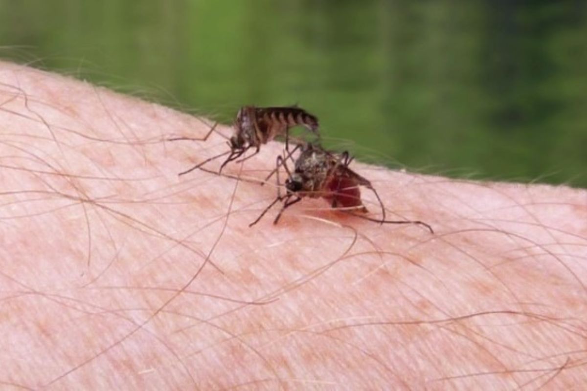 Kala Wabah Nyamuk Malaria Melumpuhkan Wisata Pangandaran
