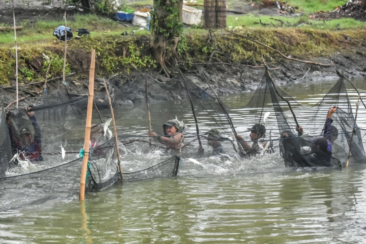 Kembangkan Silvofishery, Surabaya Integrasikan Tambak dan Mangrove