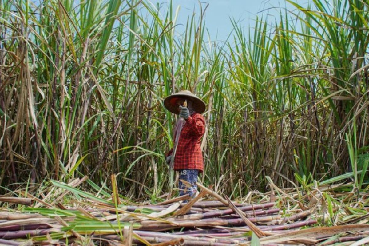 Petani Blora Protes, Bulog Segera Benahi Manajemen PT GMM