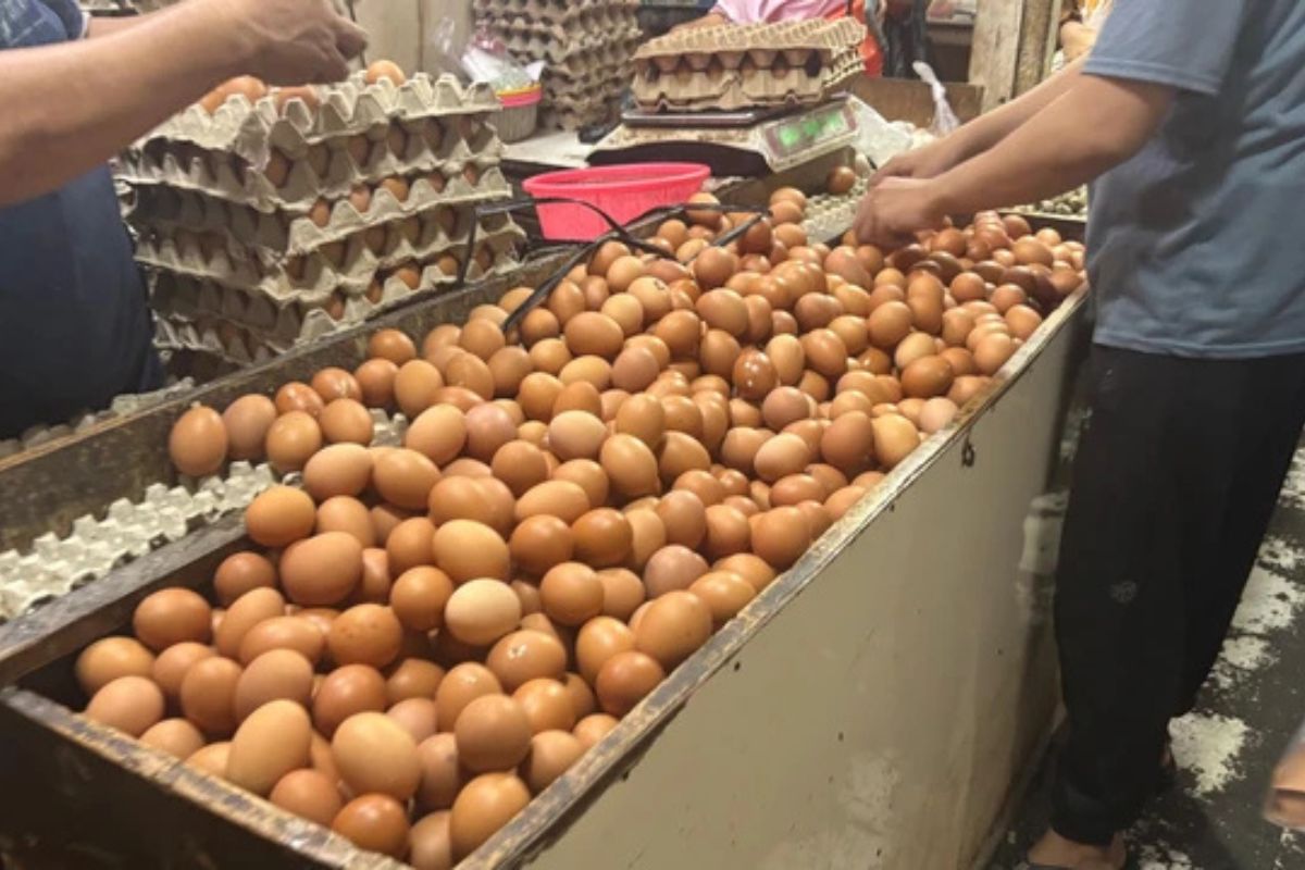 Harga Telur Ayam Anjlok Drastis Akibat Pasokan Melimpah