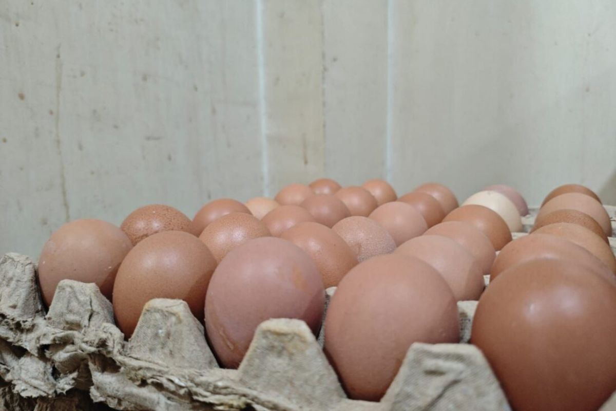 Pasokan Melimpah, Harga Telur Ayam di Tingkat Peternak Anjlok
