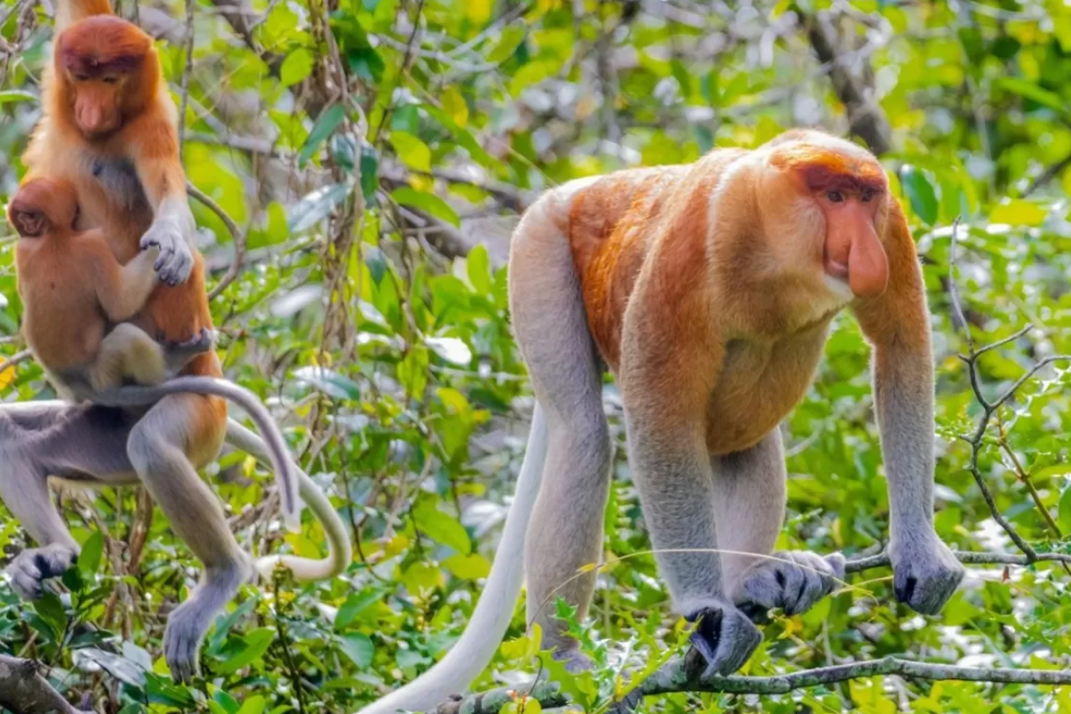 Kelahiran Bayi Bekantan Kembar di Kalsel Jadi Sorotan Ilmuwan Dunia