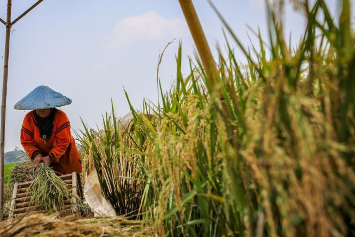 Menjaga Sawah Abadi: Pilar Utama Ketahanan Pangan Indonesia