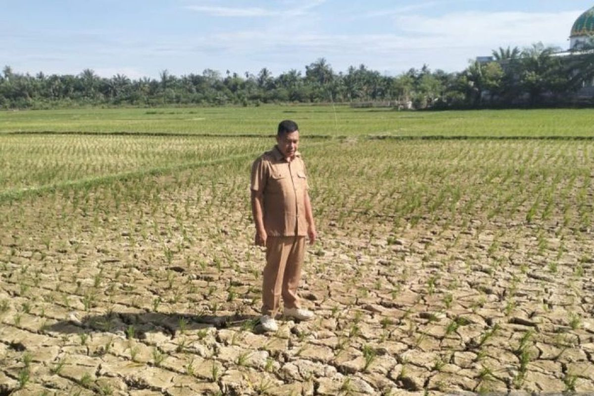 600 Hektare Sawah di Aceh Kekeringan, Petani Terancam Gagal Panen