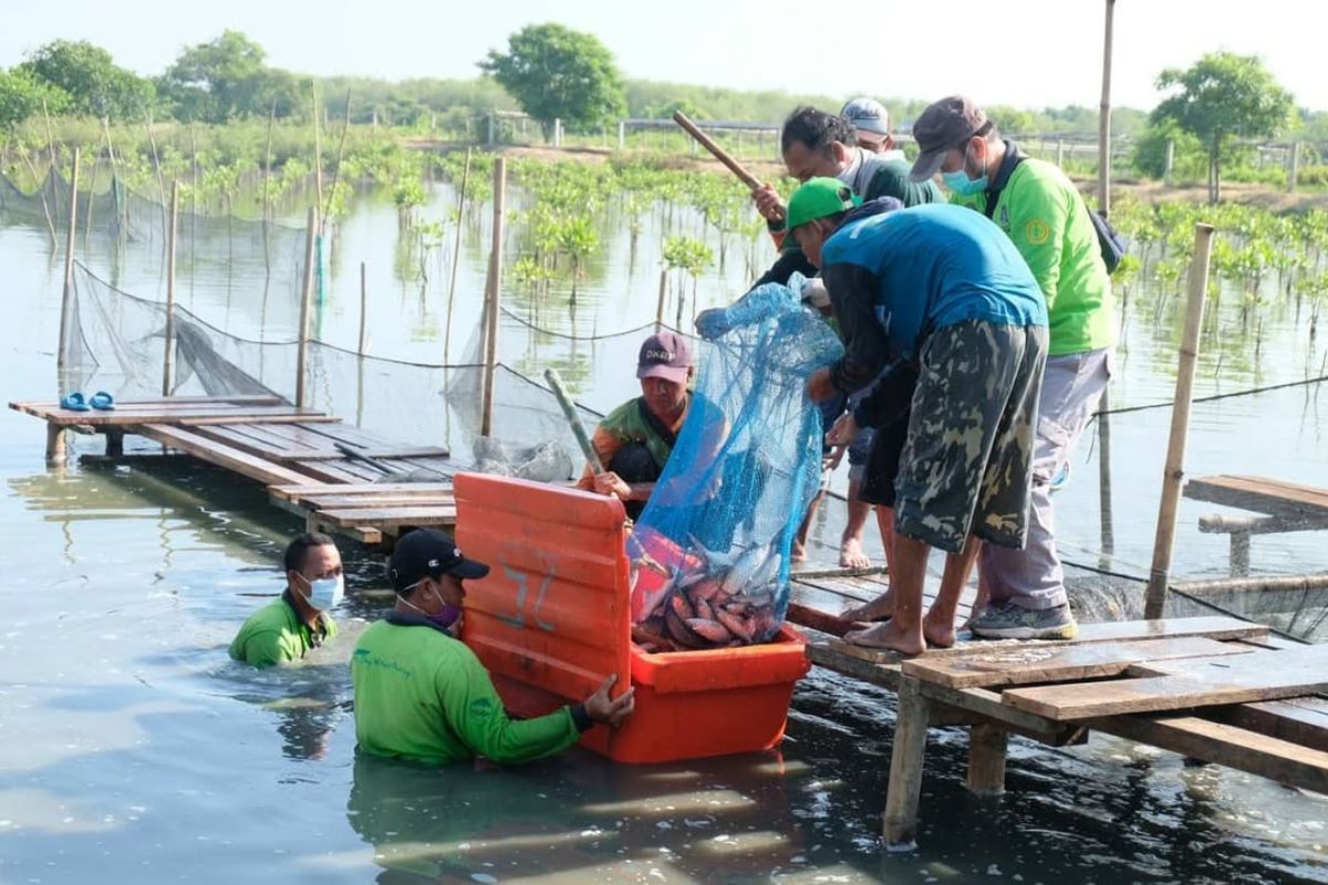 Kembangkan Silvofishery, Surabaya Jaga Ekonomi dan Ekosistem Pesisir