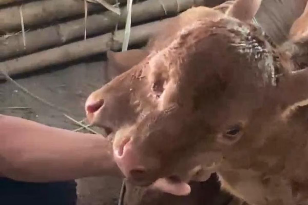 Unik Berwajah Dua, Sapi di Magetan Ditawar Rp 1 Miliar Tapi Ditolak