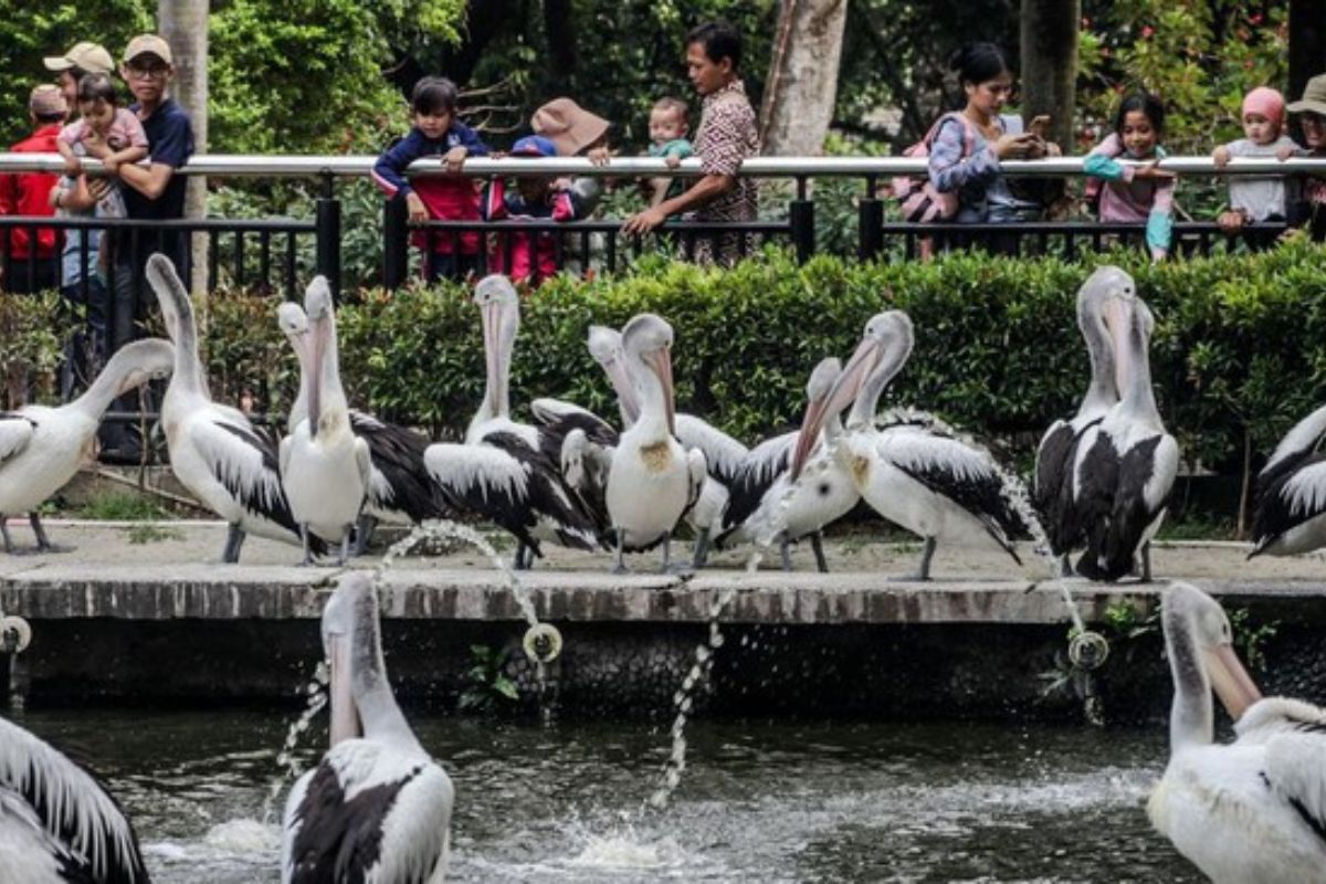 Ragunan Cetak Rekor 135.500 Pengunjung Saat Puncak HUT ke-499 Jakarta