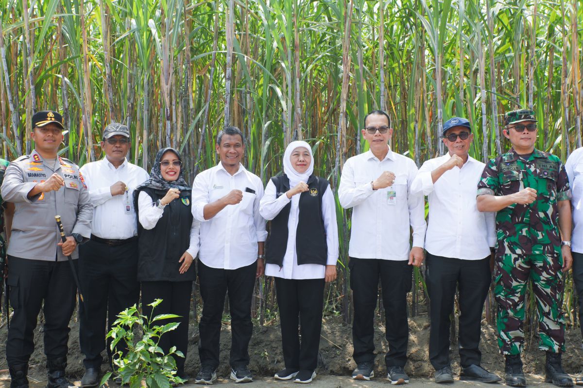 Jatim Jadi Pilar Utama Target Swasembada Gula Nasional 2026