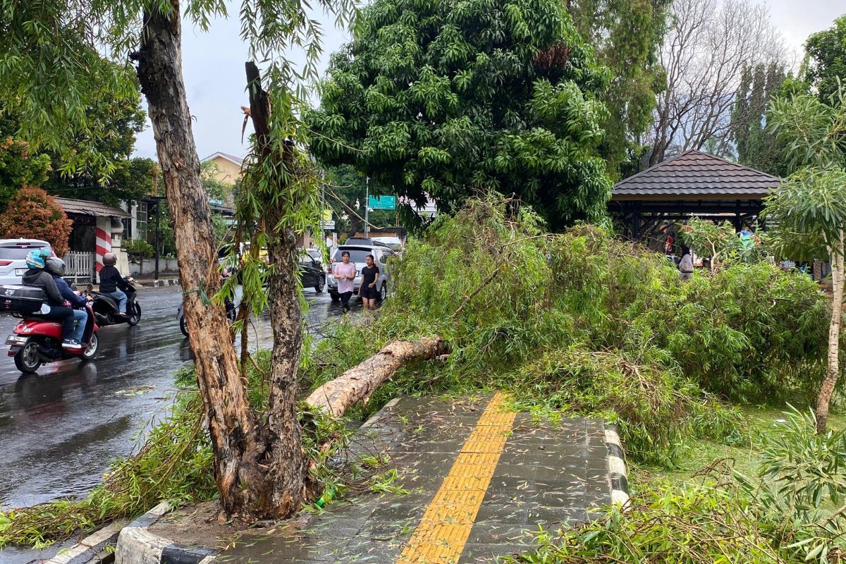 Cuaca Ekstrem Pandeglang: Hujan Es Hingga Pohon Tumbang Melanda