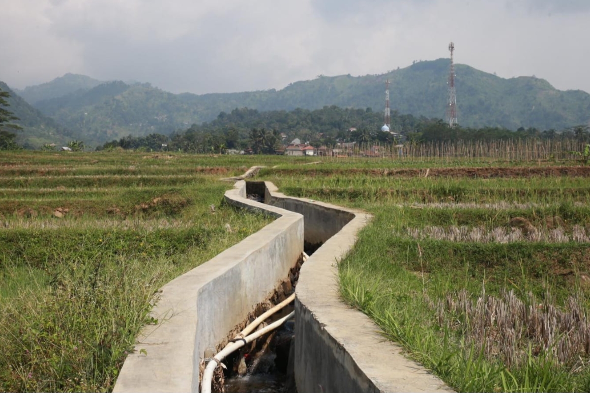 Irigasi Baru, 110 Hektar Sawah di Bogor Panen Tiga Kali Setahun