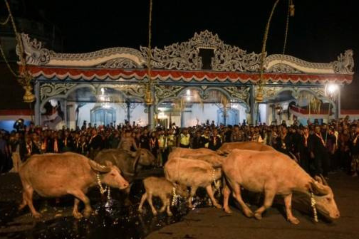 Sukses Digelar, Kirab 1 Suro Keraton Solo Arak 3 Kebo Bule