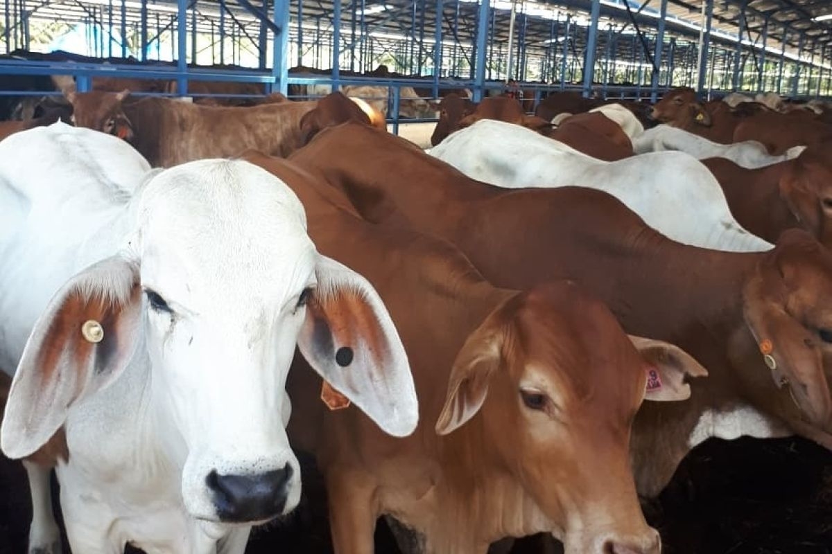 Harga Sapi Melonjak, Iklim Kompetisi Pasar Daging Kini Membaik