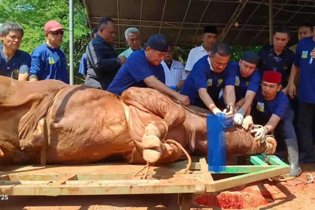 Kilas Berita Jakarta: Info Macet Priok dan Sapi Kurban Presiden