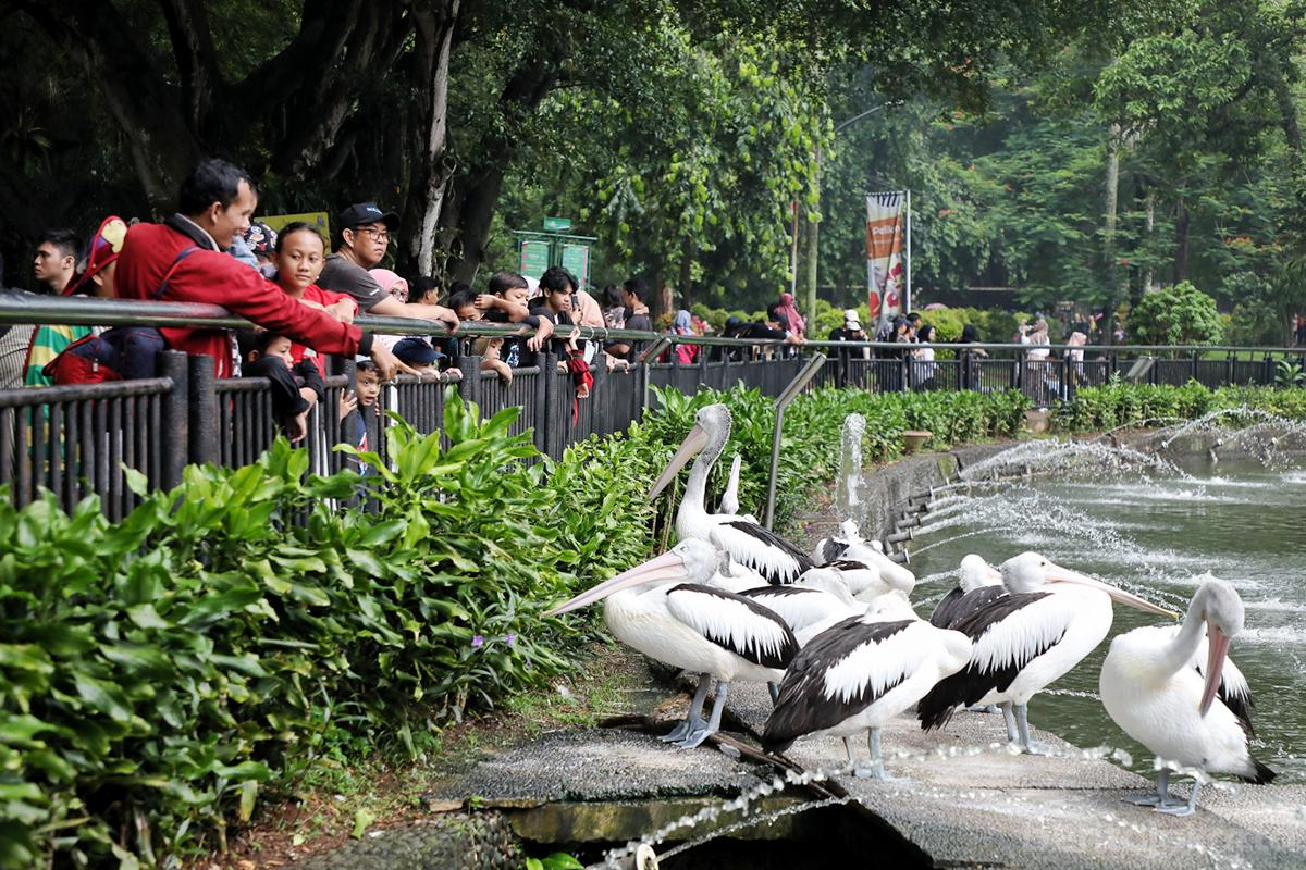 Ragunan Pecahkan Rekor dengan 135.500 Pengunjung Saat HUT DKI