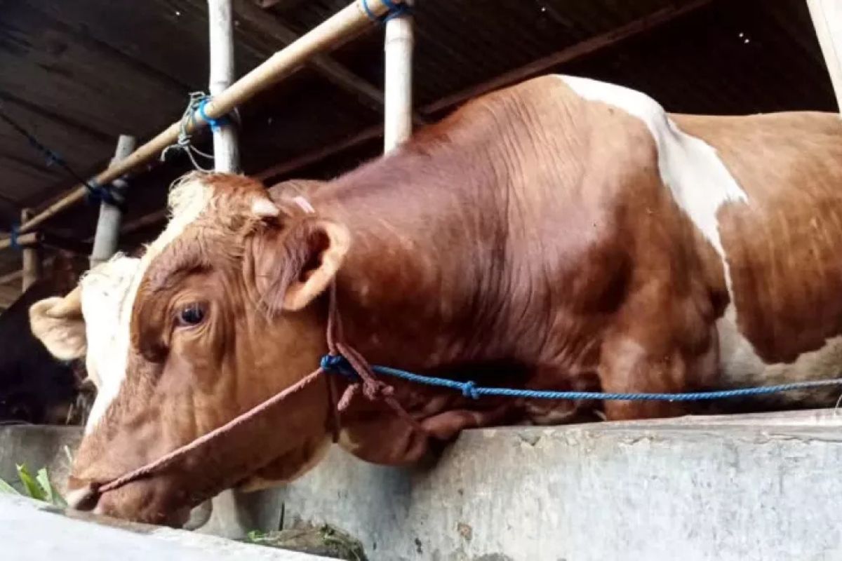 IMM: Sapi Kurban Banmaspres Prabowo Beri Efek Ekonomi