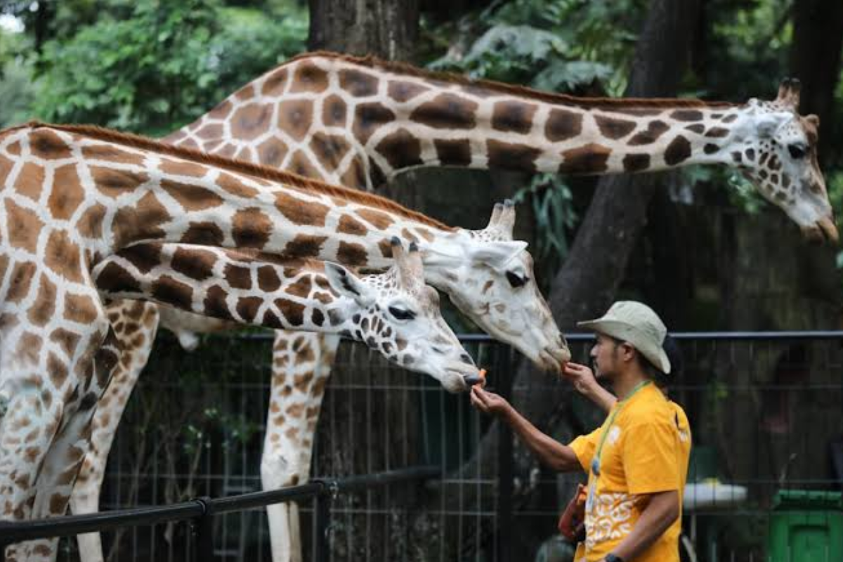Ragunan Gratiskan Tiket Masuk Spesial HUT ke-499 DKI Jakarta